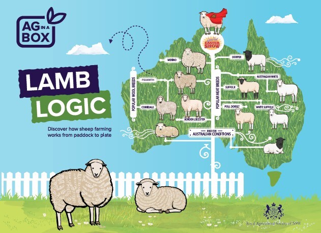 Lamb Logic Display card