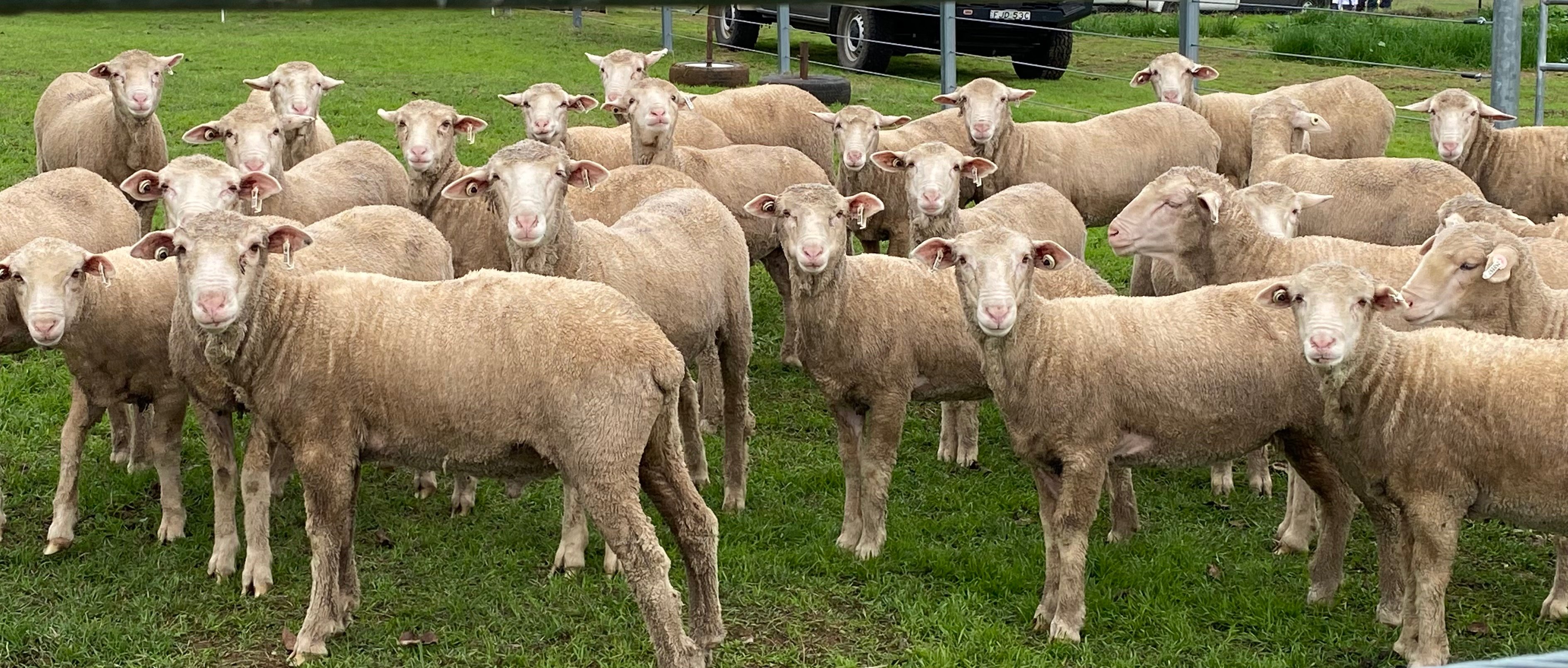 Sheep Breed Cards