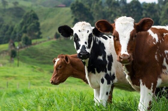 homepage-about-us-cow-image
